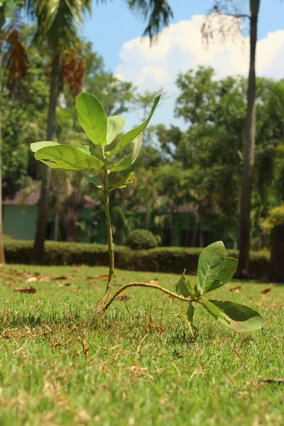 Grobarheten är det nya livet i gröna plantor. — Stockfoto