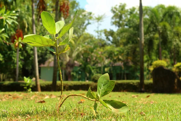 Germination is the new life of green seedlings. — Stock Photo, Image