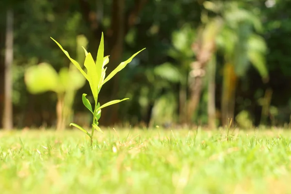 Grobarheten är det nya livet i gröna plantor. — Stockfoto