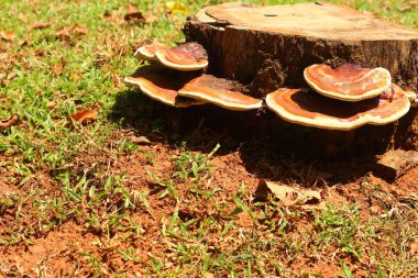 Ormandaki ağaçtaki mantarlar.