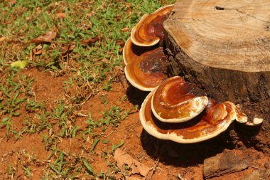 Ormandaki ağaçtaki mantarlar.