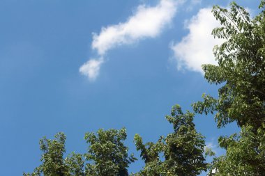 mavi bir gökyüzü ve ağaçlar doğal