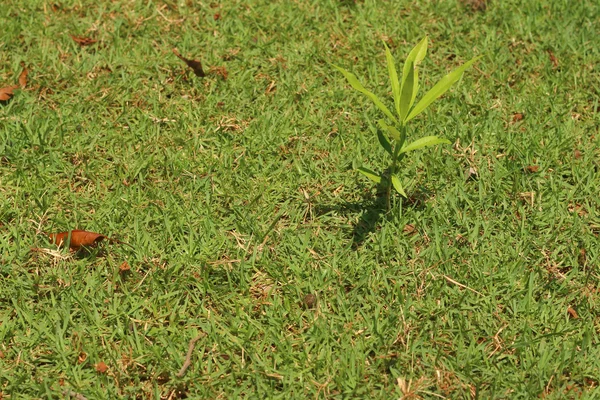 Grobarheten är det nya livet i gröna plantor. — Stockfoto