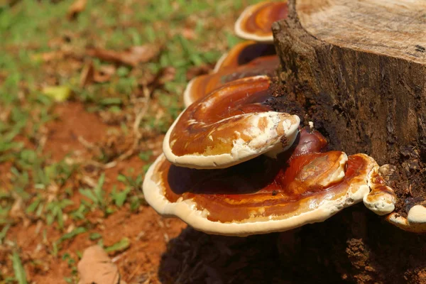 Cogumelos em uma árvore na floresta. — Fotografia de Stock