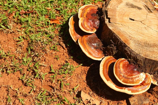 森林里树上的蘑菇. — 图库照片