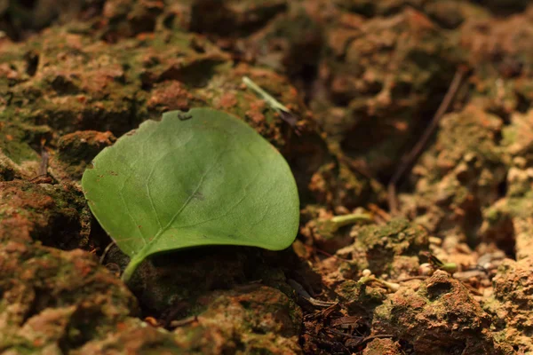 茶色の石の上で緑を葉します。. — ストック写真