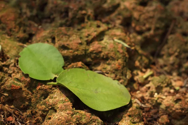 En gröna blad på bruna stenar. — Stockfoto