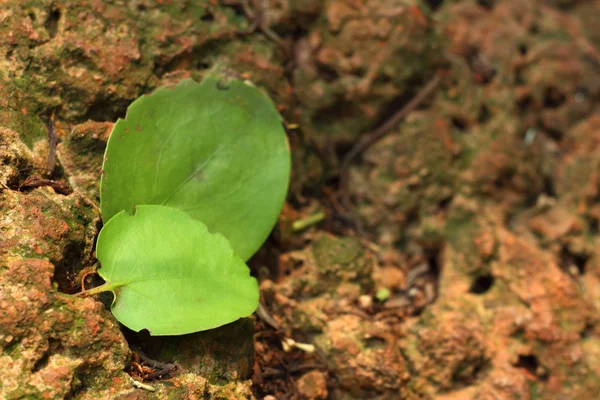 Een groene bladeren op bruin stenen. — Stockfoto