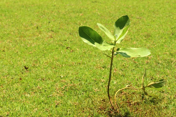 Grobarheten är det nya livet i gröna plantor. — Stockfoto