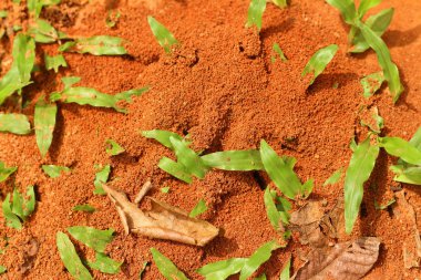 toprak blackground doğa parkı