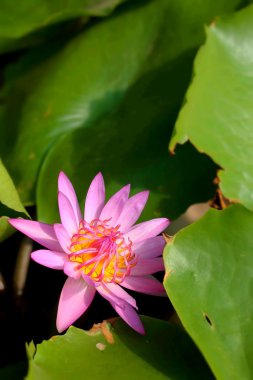 Su güzel lotus fabrikasında