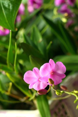 Bahçedeki renkli orkide ile süs.