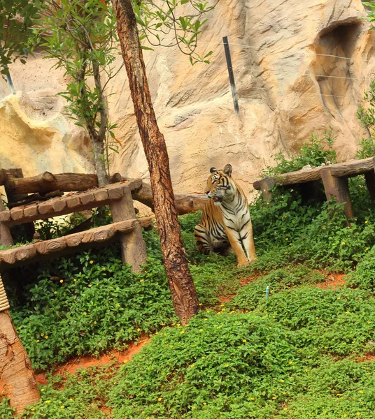 Tigers in a nature at the zoo — Stock Photo, Image