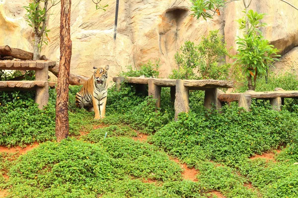 Тигры в природе в зоопарке — стоковое фото