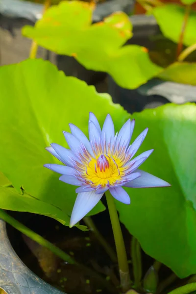 A beautiful lotus plant in the water — Stock Photo, Image