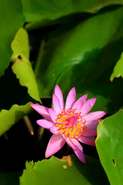 A beautiful lotus plant in the water — Stock Photo, Image