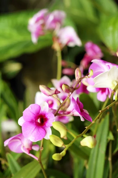 Ornamental com orquídeas coloridas no jardim . — Fotografia de Stock