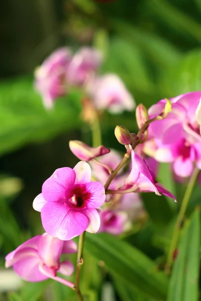 Zierpflanze mit bunten Orchideen im Garten. — Stockfoto