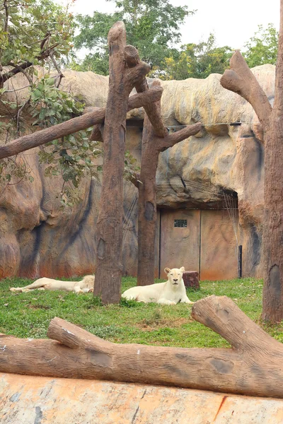 Lion in a nature at the zoo — Stock Photo, Image