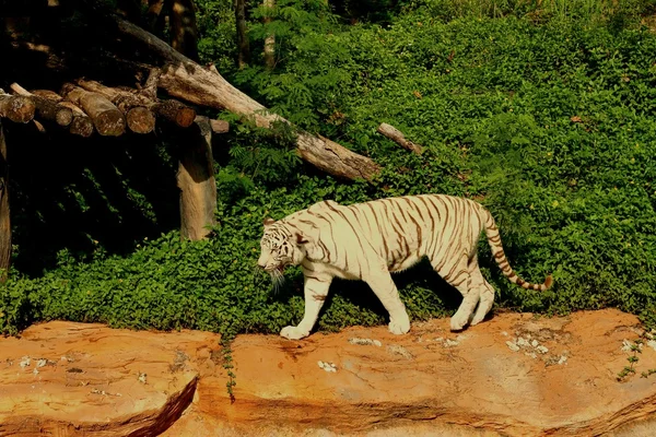 Un tigre en una naturaleza en el zoológico —  Fotos de Stock