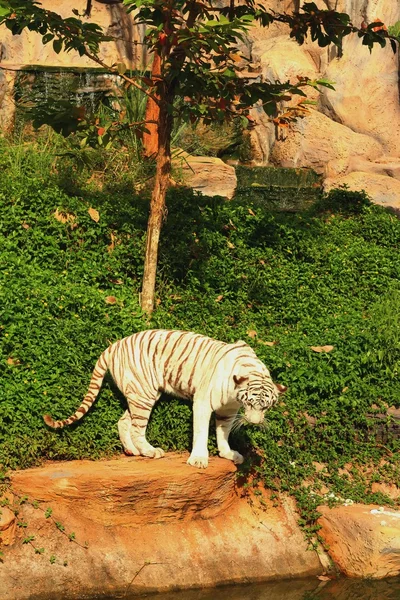 Un tigre en una naturaleza en el zoológico — Foto de Stock