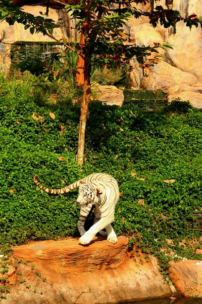 動物園で自然の中の虎 — ストック写真