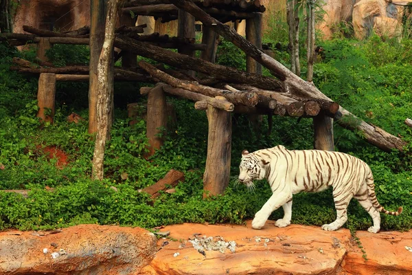Тигр в природе в зоопарке — стоковое фото