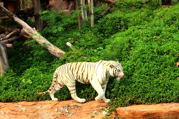 Un tigre en una naturaleza en el zoológico —  Fotos de Stock