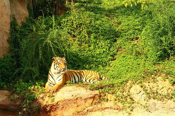 Tiger in der Natur im Zoo — Stockfoto