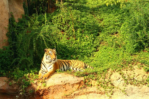 A tiger in a nature at the zoo — Stock Photo, Image