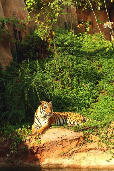 Um tigre em uma natureza no zoológico — Fotografia de Stock