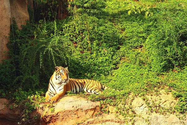 A tiger in a nature at the zoo — Stock Photo, Image