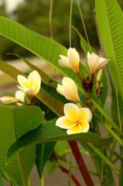 Plumeria bir doğa Garden.
