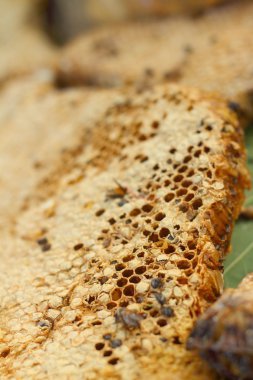 Muz Yaprak piyasada petek