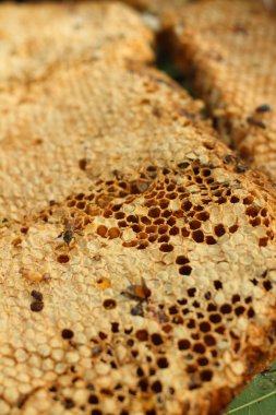 Muz Yaprak piyasada petek