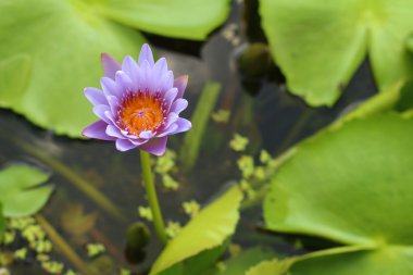 Su güzel lotus fabrikasında