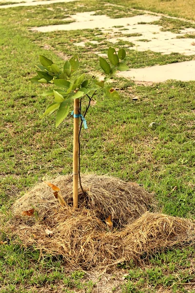 発芽は緑の苗の新しい生命です。. — ストック写真