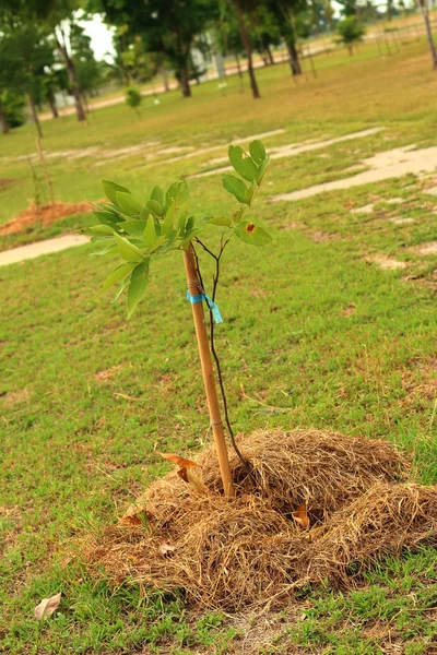 発芽は緑の苗の新しい生命です。. — ストック写真