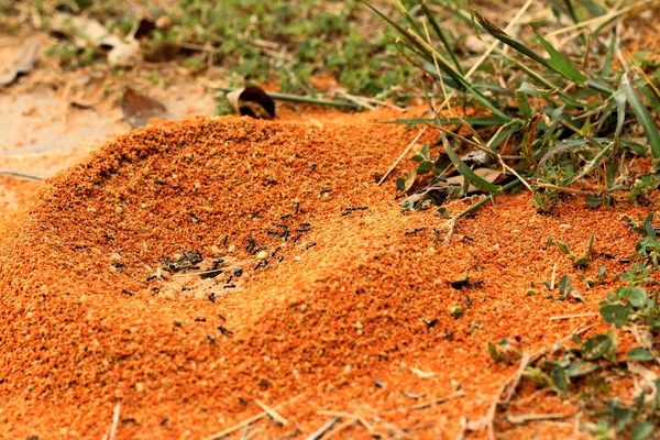 Parkta yeşil çimenlerin üzerinde yuva