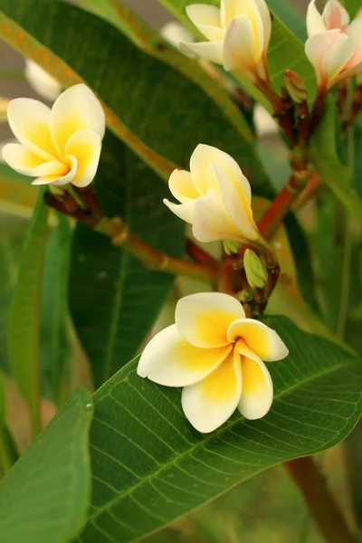 Plumeria bir doğa Garden. — Stok fotoğraf