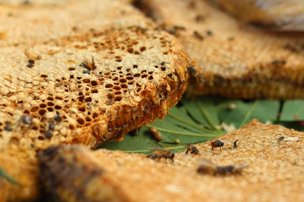 Honungskaka på ett bananblad på marknaden — Stockfoto