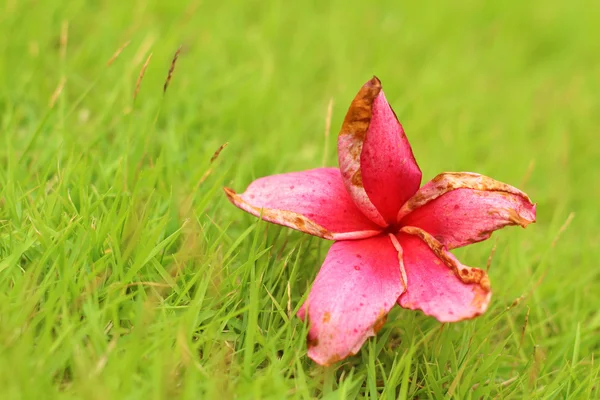 Rosa Plumeria blomma på grss bakgrund. — Stockfoto