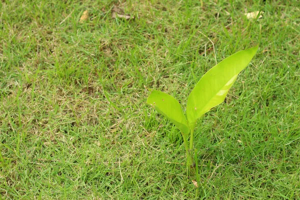 La germinazione è la nuova vita delle piantine verdi . — Foto Stock