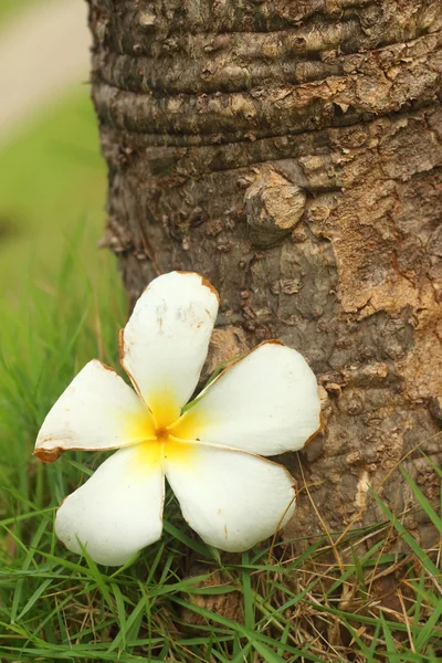 Plumeria flower on wood background. — Stock Photo, Image