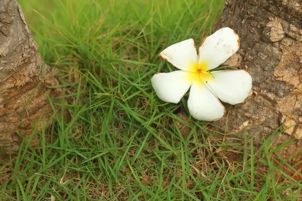 Plumeria kwiat na tle drewna. — Zdjęcie stockowe