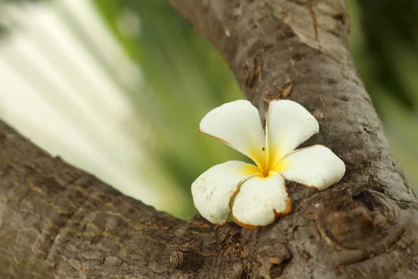 Plumeria fiore su fondo legno . — Foto Stock