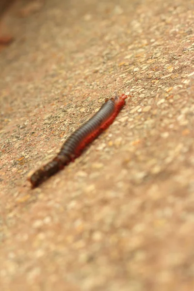 Millipede marche dans la rue — Photo