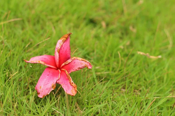 Rosa Plumeria blomma på grss bakgrund. — Stockfoto