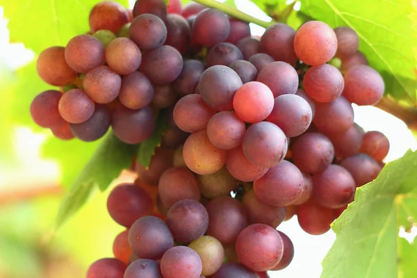 Bunch of purple grapes in the garden — Stock Photo, Image