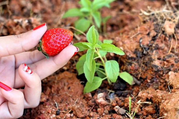 Morango na mão no fundo de um jardim . — Fotografia de Stock